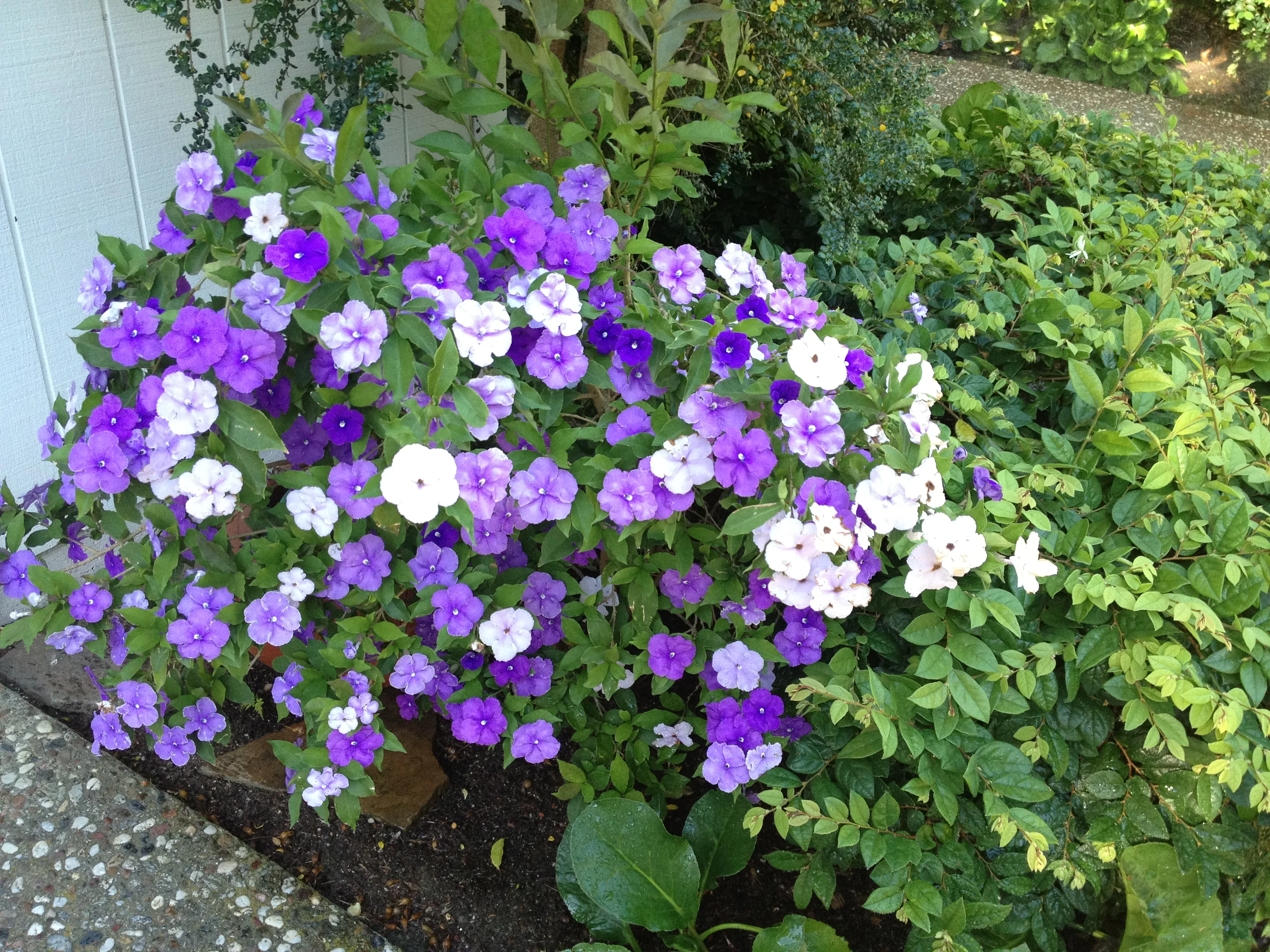 Jean Fogg Landscape project 130