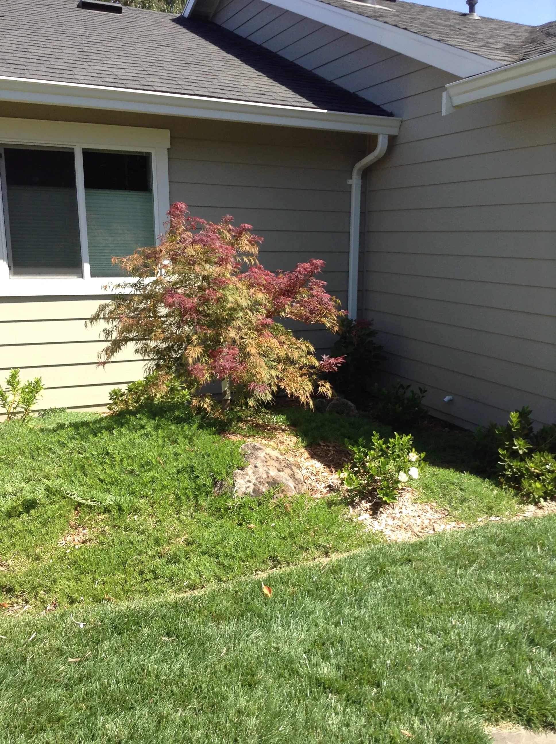 Jean Fogg Landscape project 120