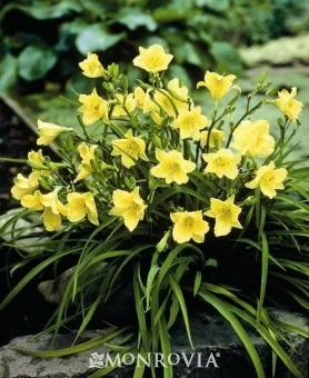 Jean Fogg Landscape project 113