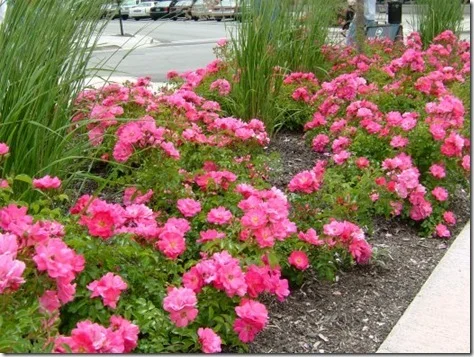 Jean Fogg Landscape project 112