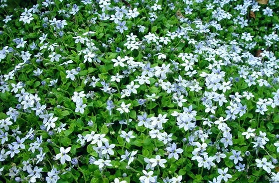 Jean Fogg Landscape project 111