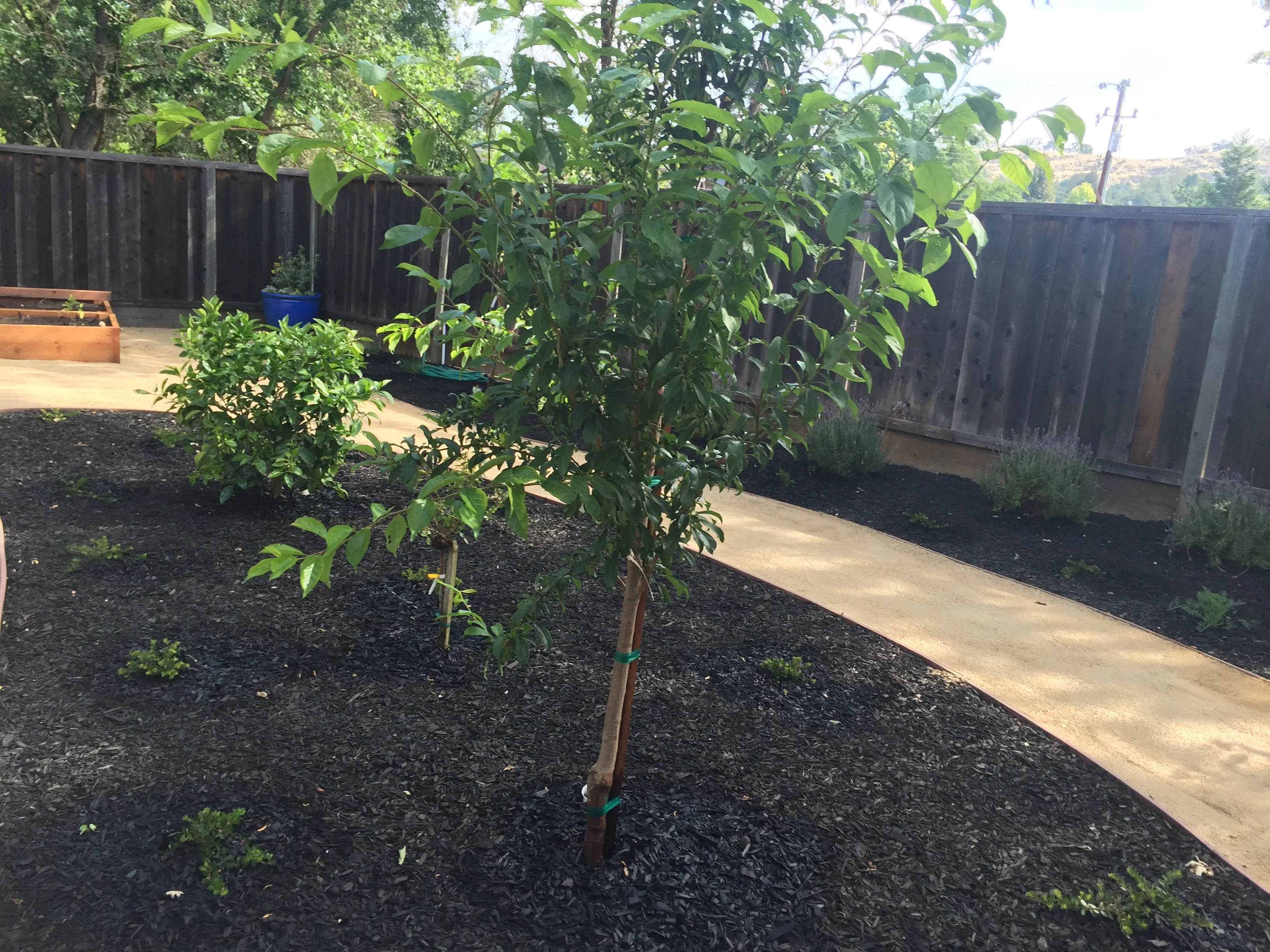 Jean Fogg Landscape project 101