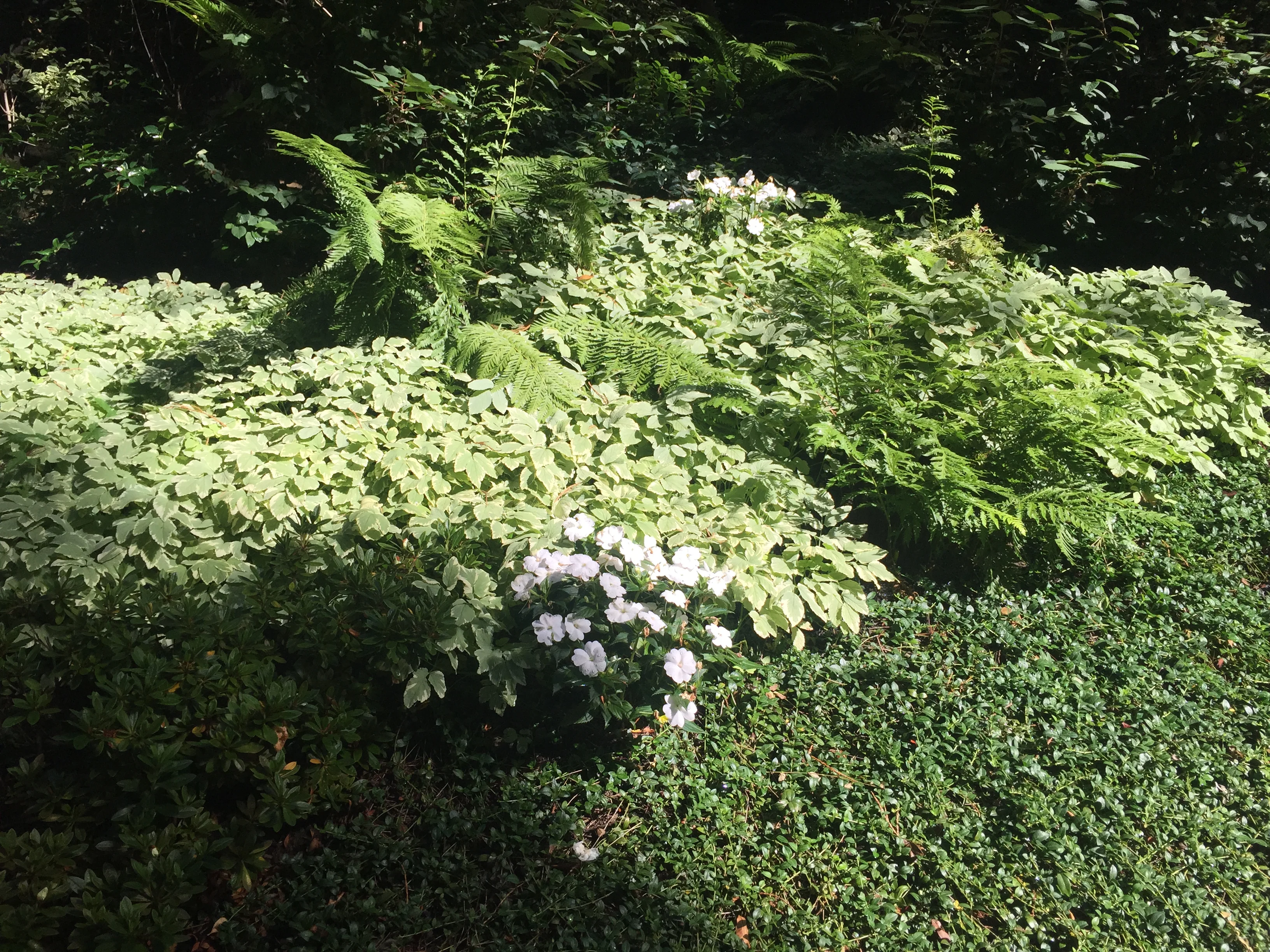 Jean Fogg Landscape project 97