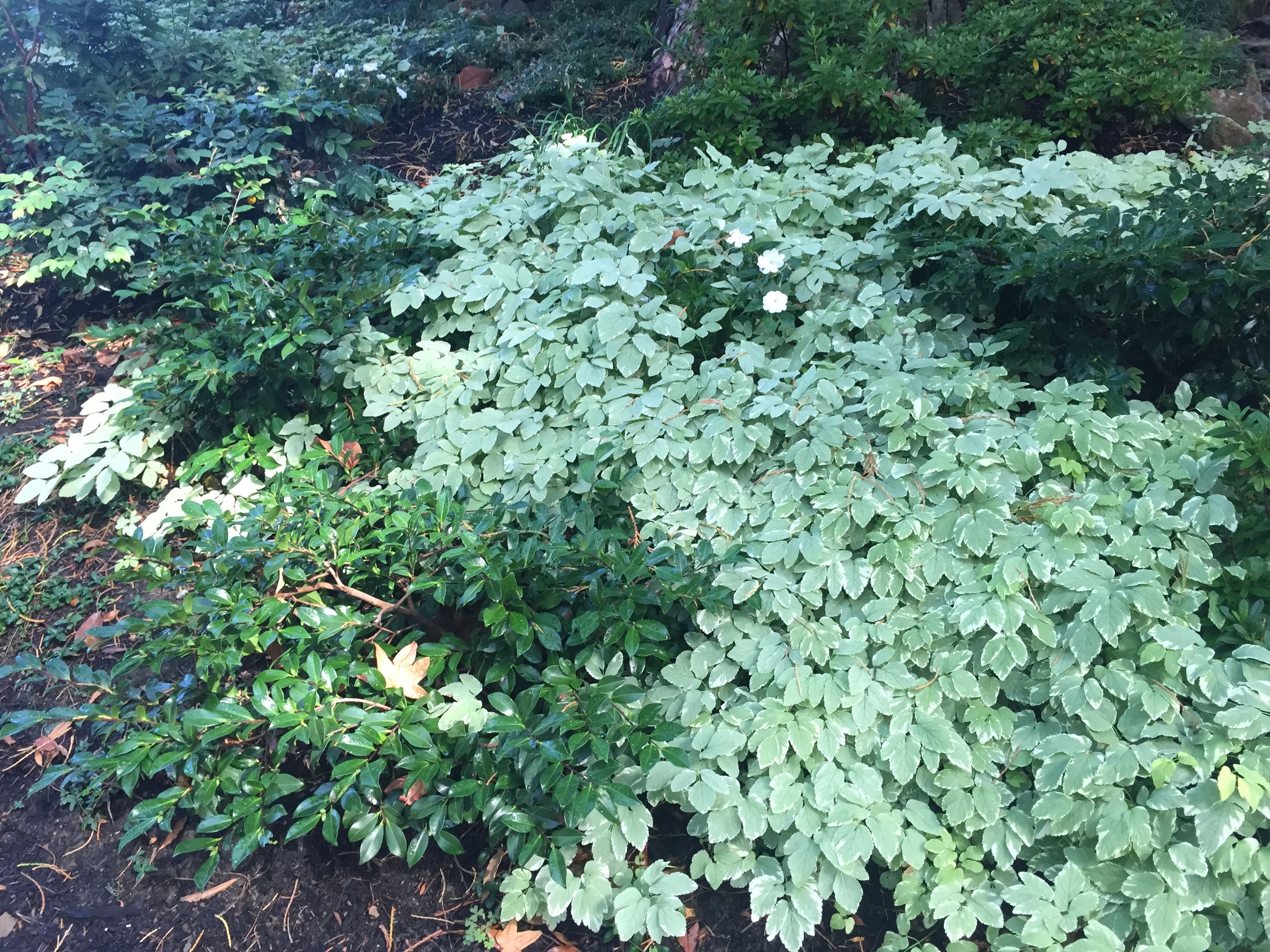 Jean Fogg Landscape project 96