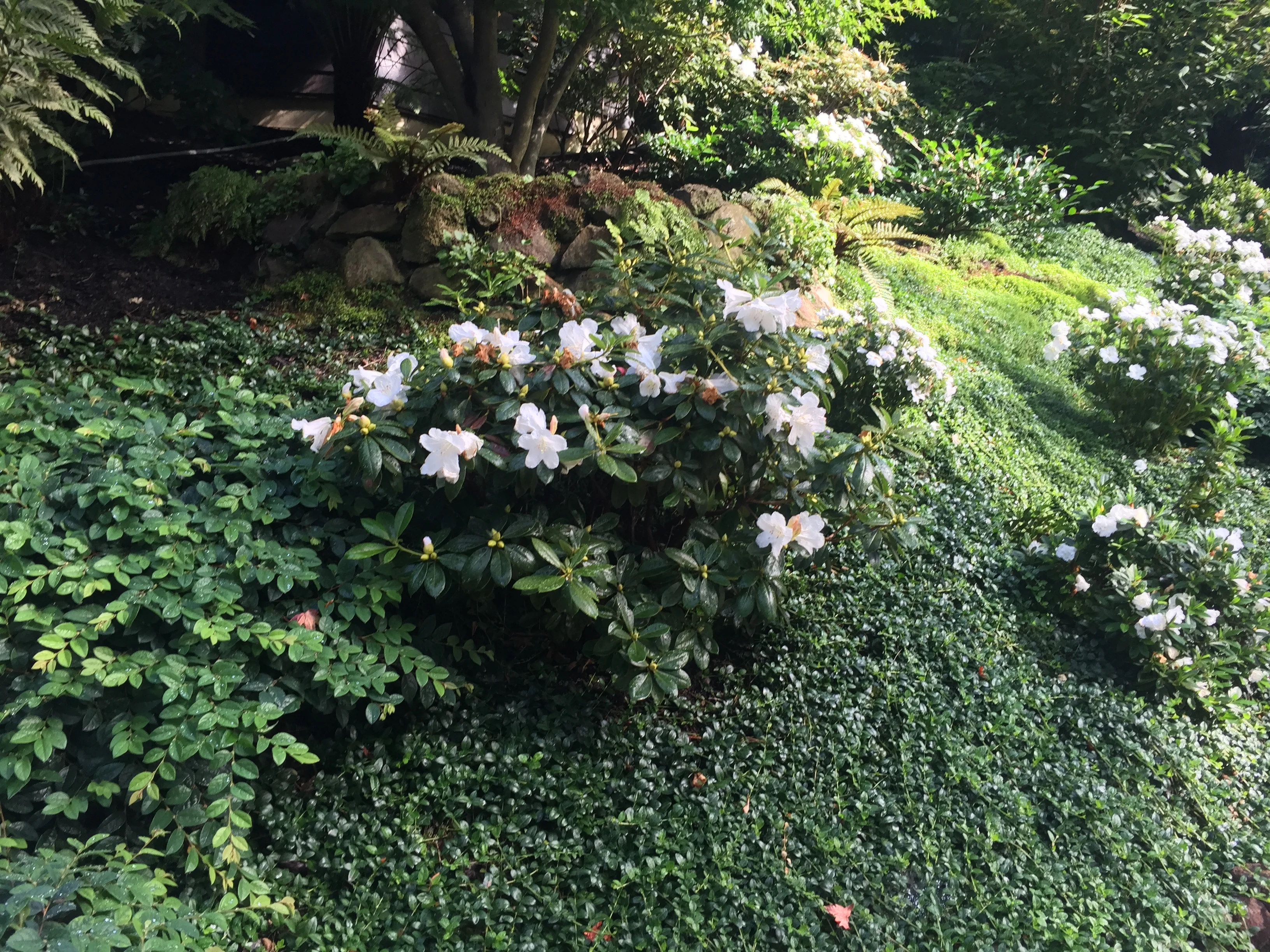 Jean Fogg Landscape project 95