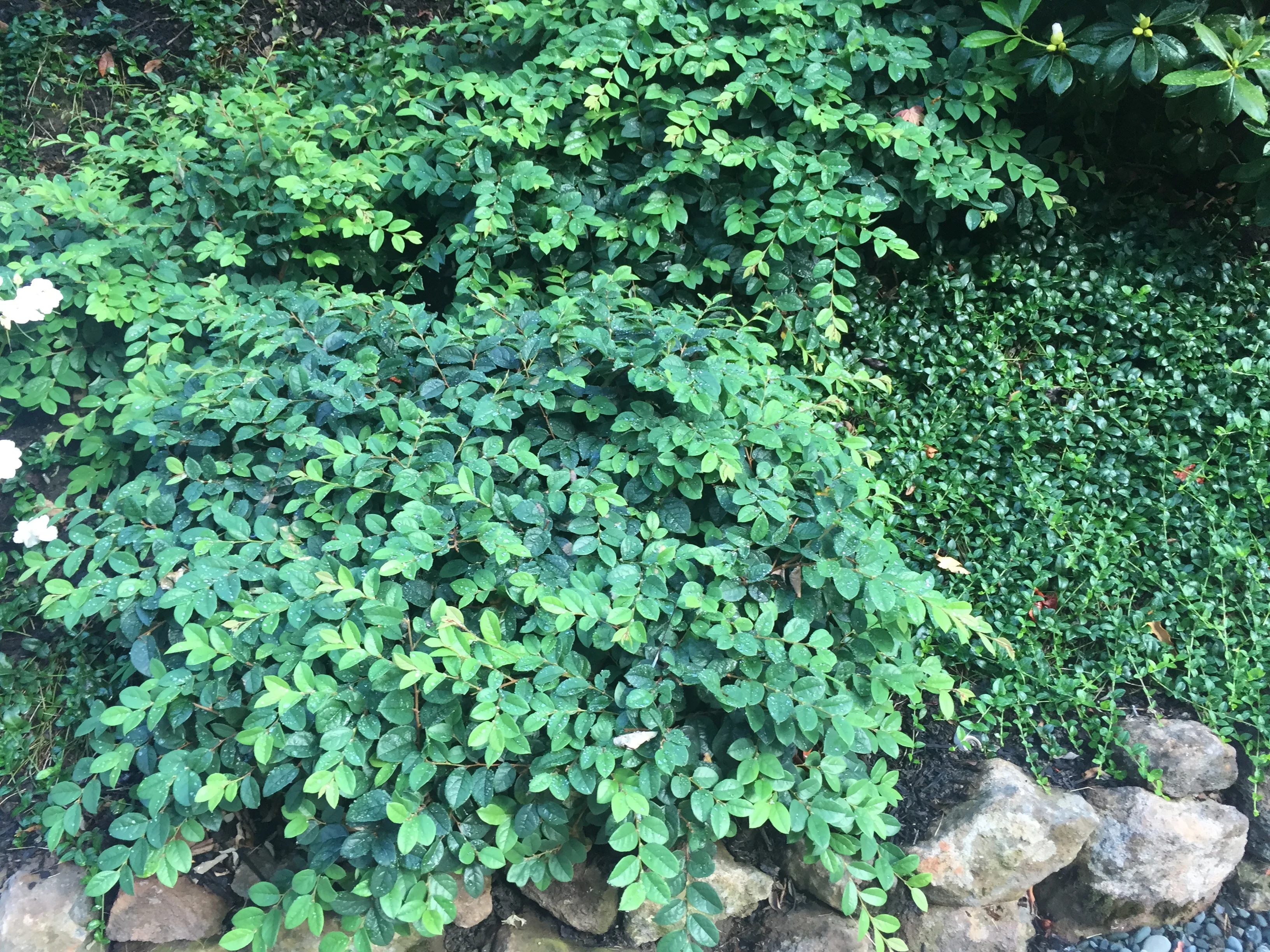 Jean Fogg Landscape project 93