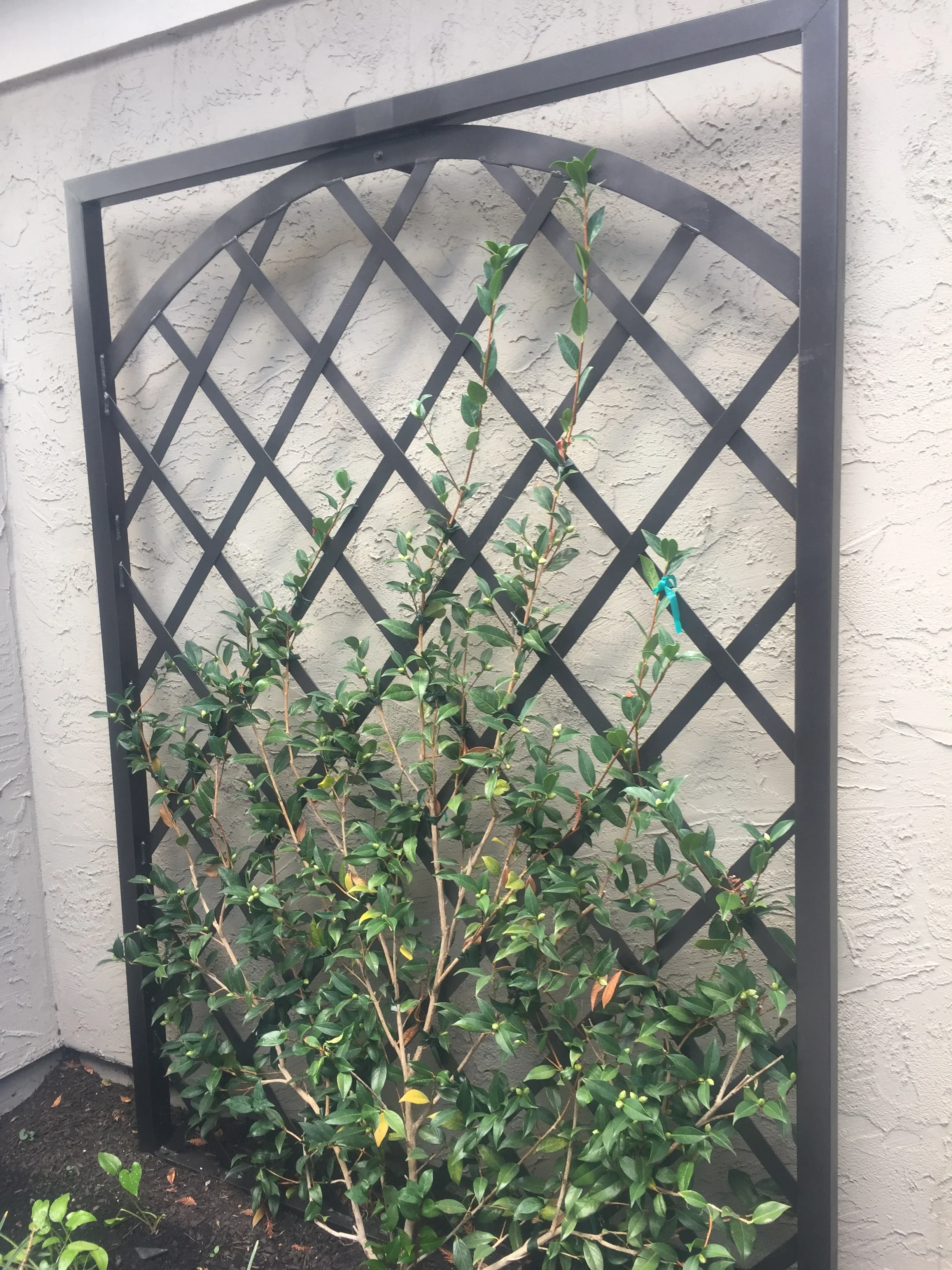 Jean Fogg Landscape project 60