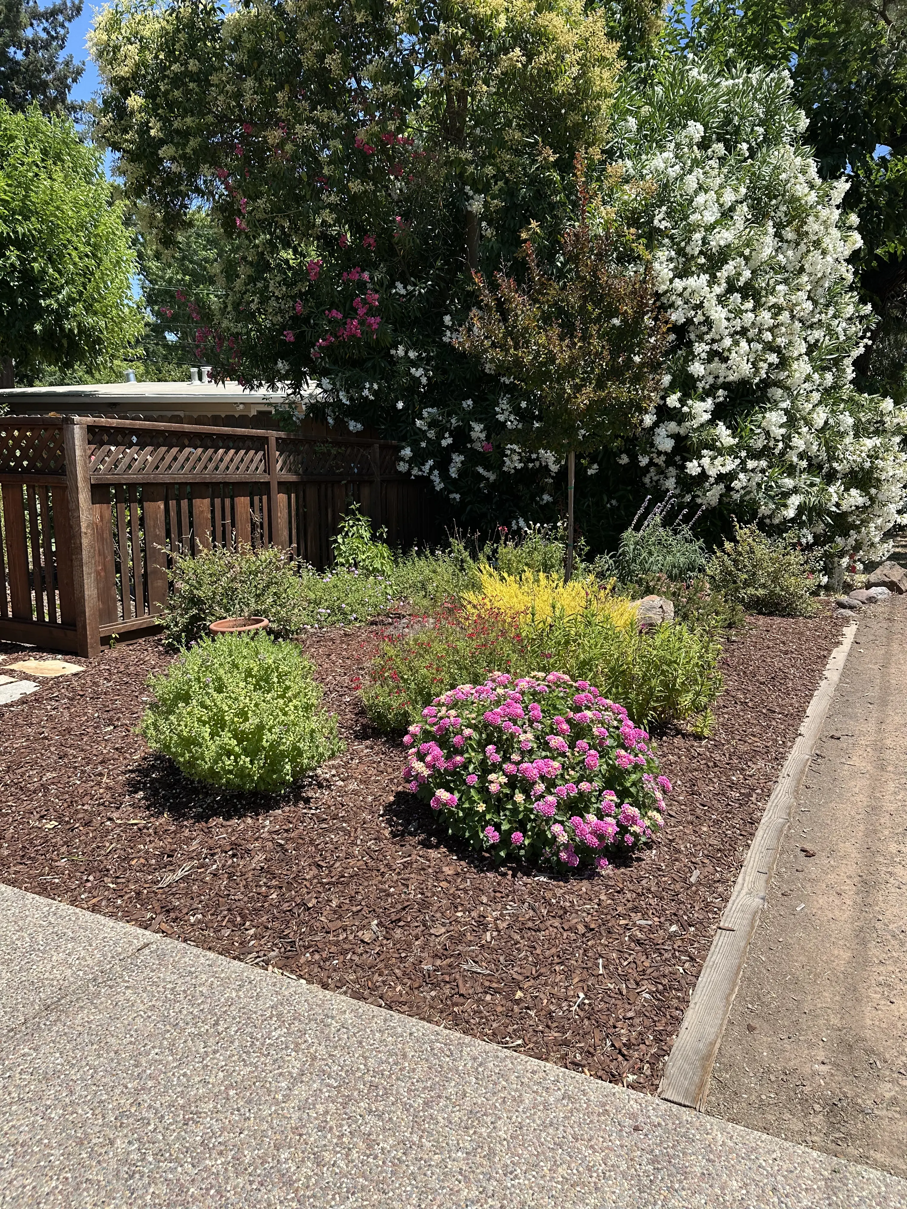 Drought Tolerant Plants 1